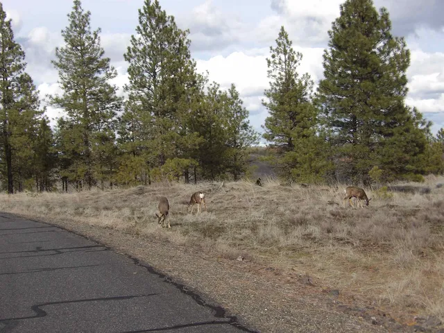 $88,000 | 31905 East Ruffed Grouse Drive, Davenport, WA 99122