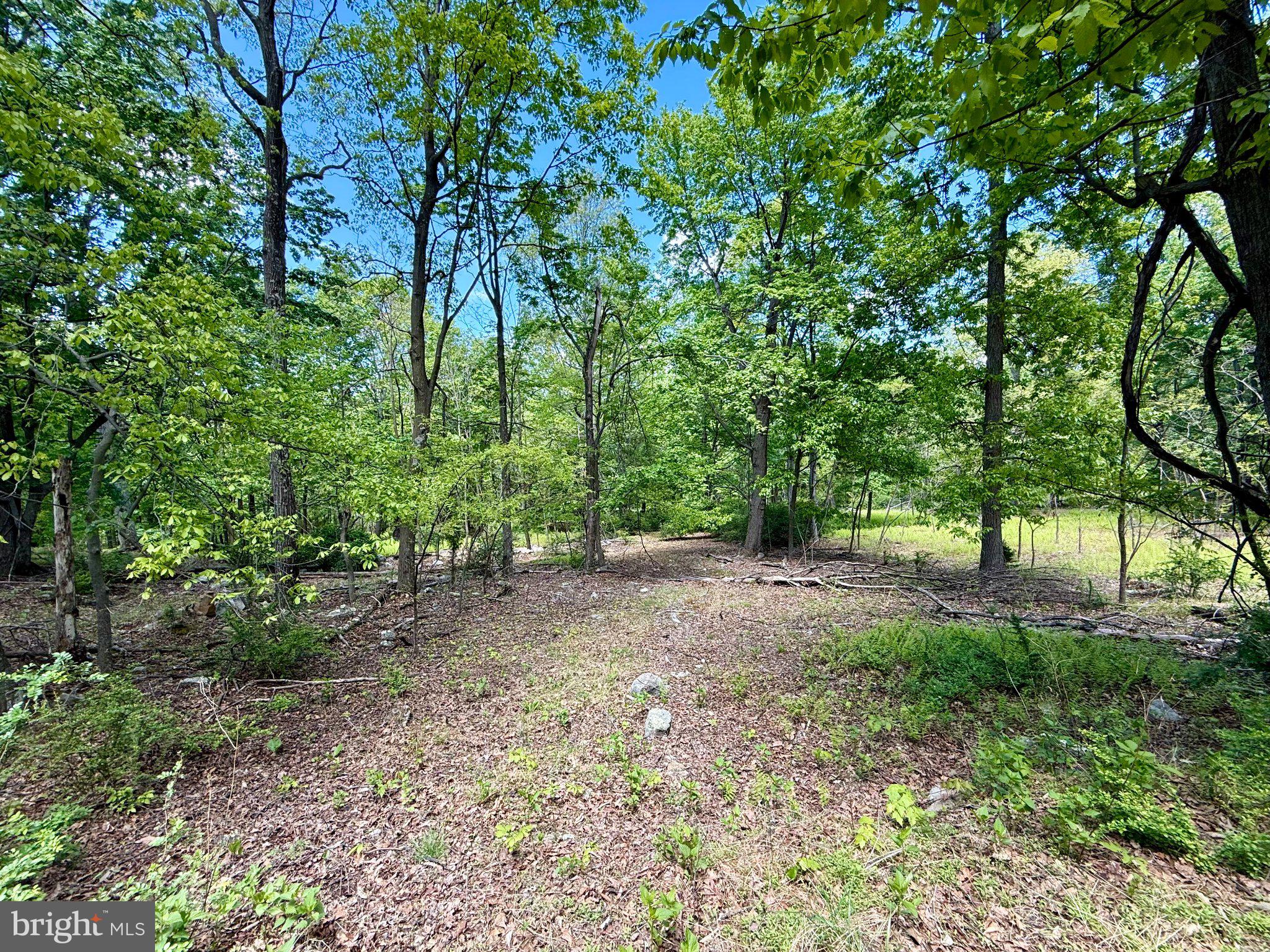 115 River Ridge Yellow Spring, WV 26865 - Photo 14 of 25 Serene woodland path awaits exploration.