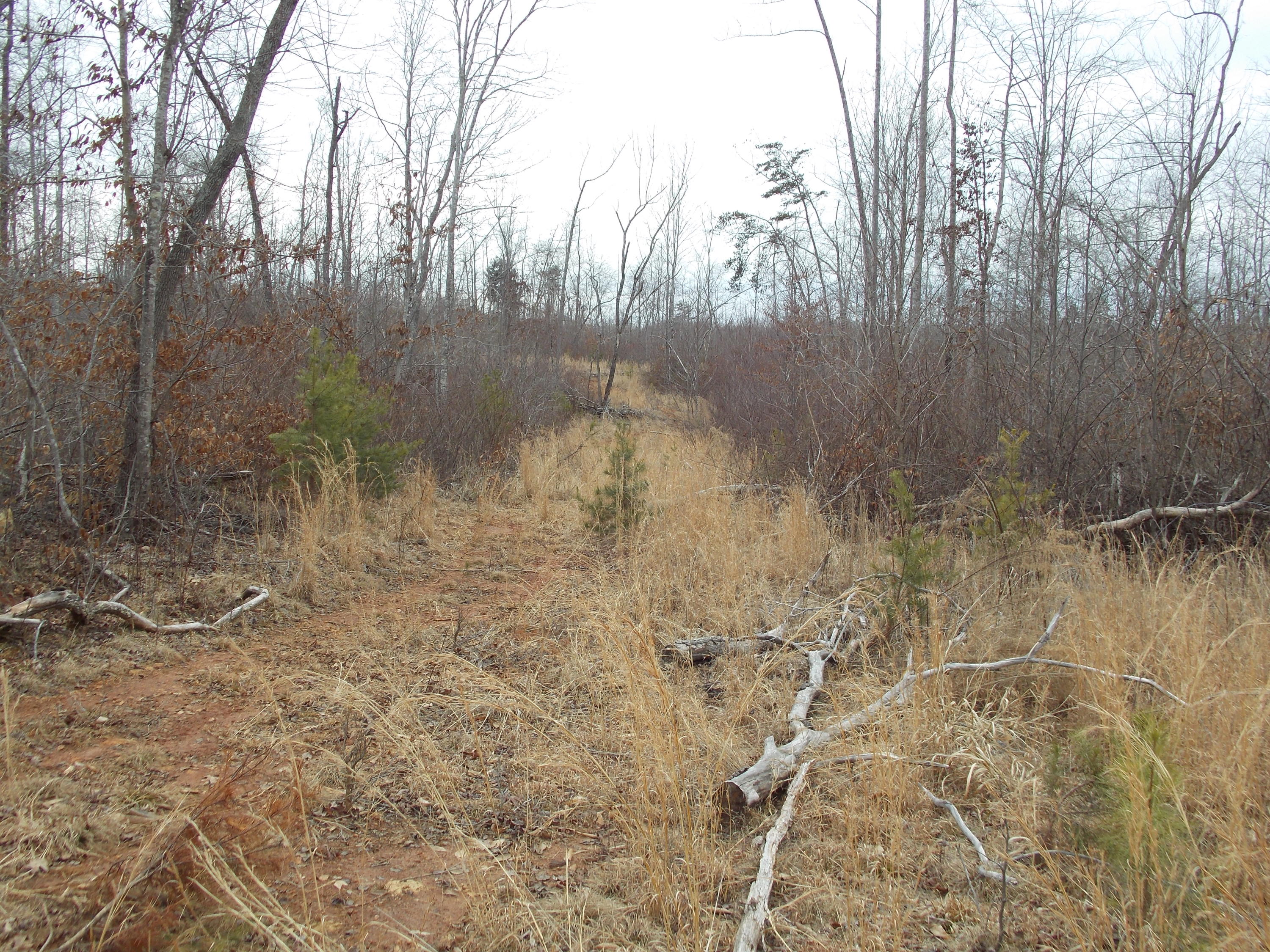 0 Virginia Nc Road Spencer, VA 24165 - Photo 12 of 24 a view of a dry yard