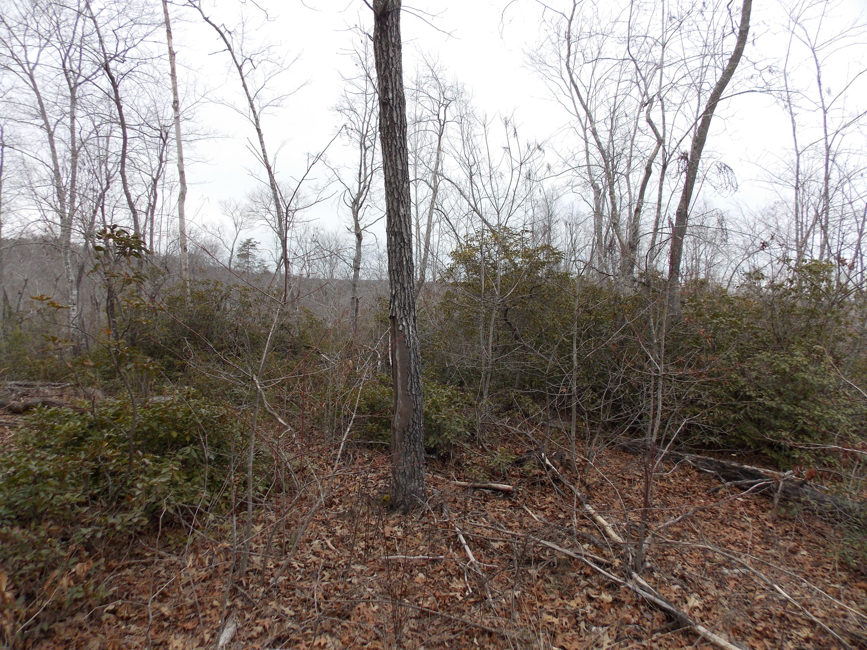 0 Virginia Nc Road Spencer, VA 24165 - Photo 2 of 24 a view of a forest with trees