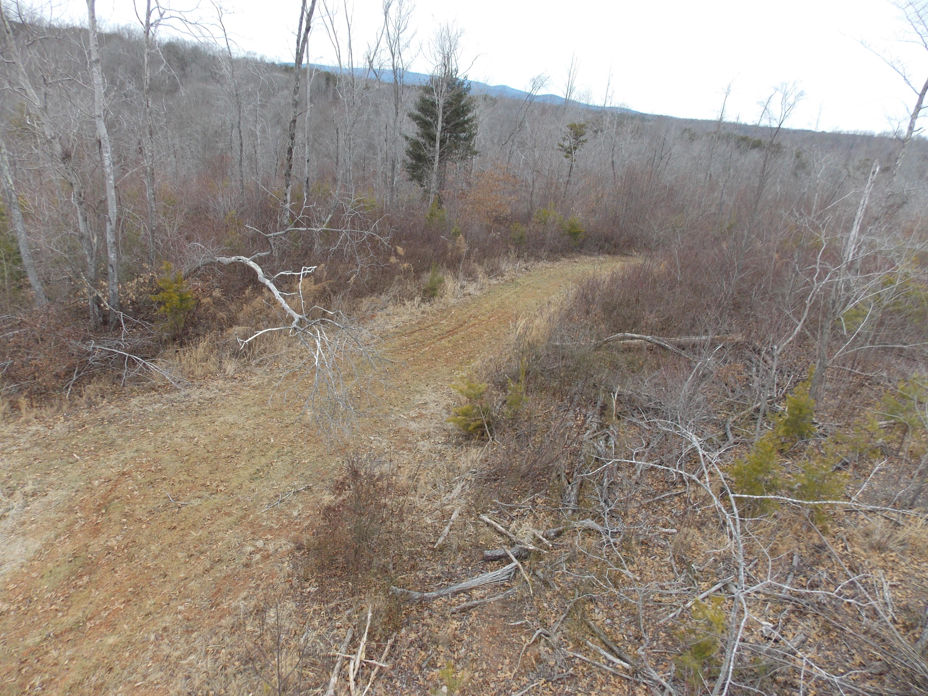 0 Virginia Nc Road Spencer, VA 24165 - Photo 21 of 24 a view of a dry yard with trees