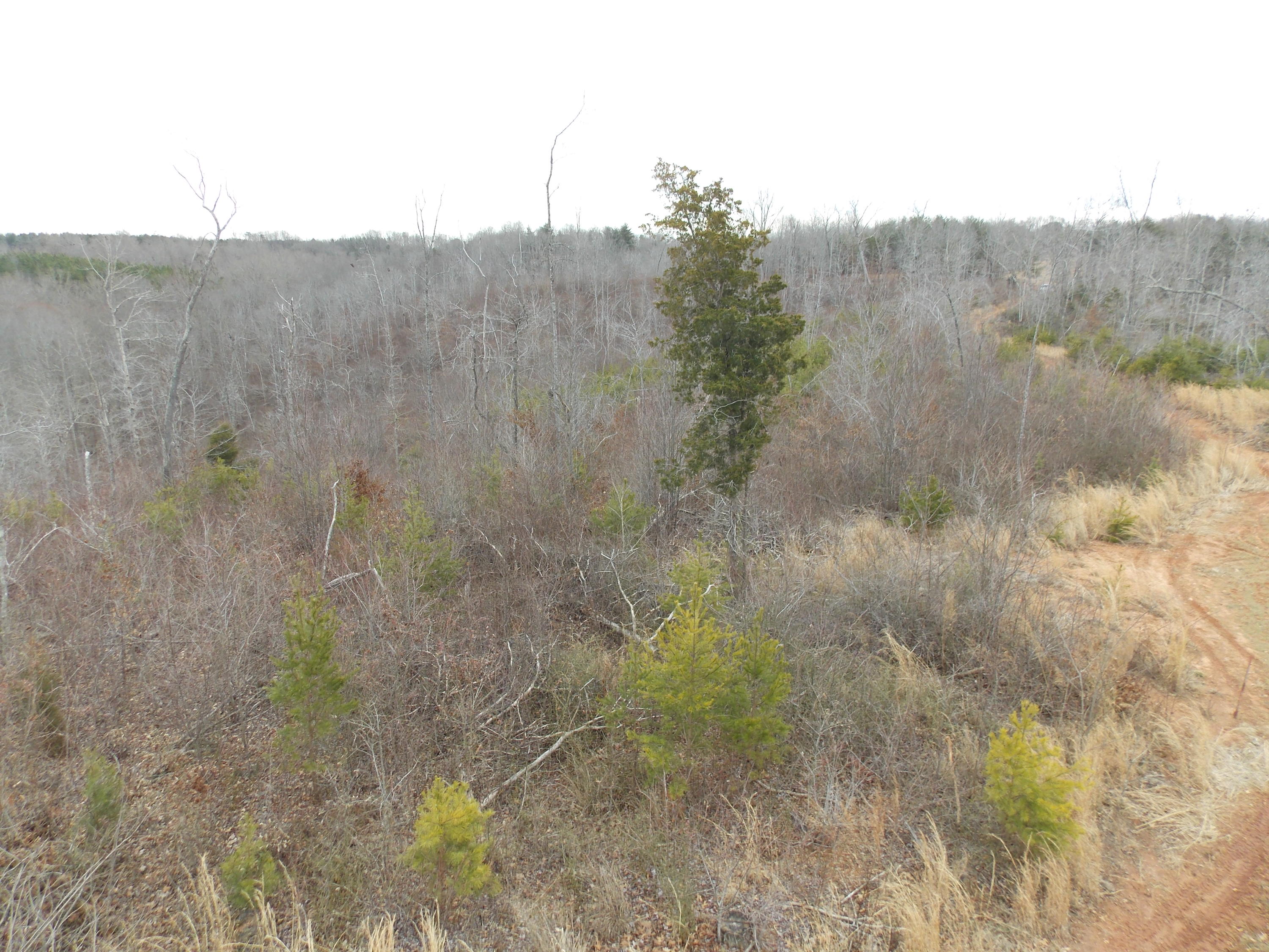 0 Virginia Nc Road Spencer, VA 24165 - Photo 22 of 24 a view of a forest with a mountain