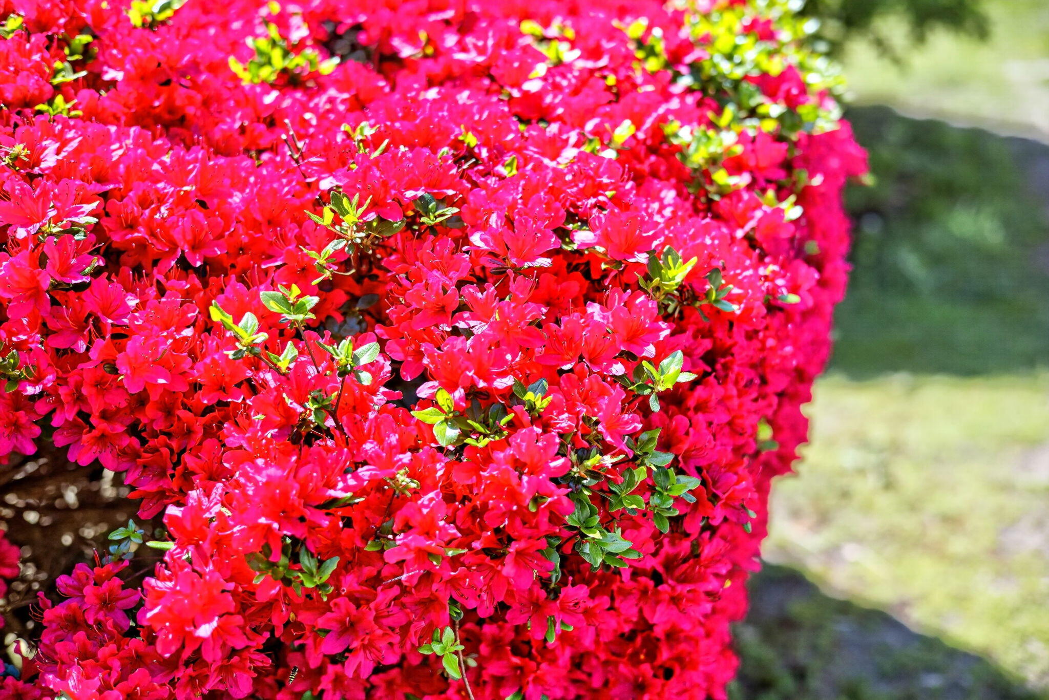 23 Nickerson Road Orleans, MA 02653 - Photo 36 of 54 a view of a flower