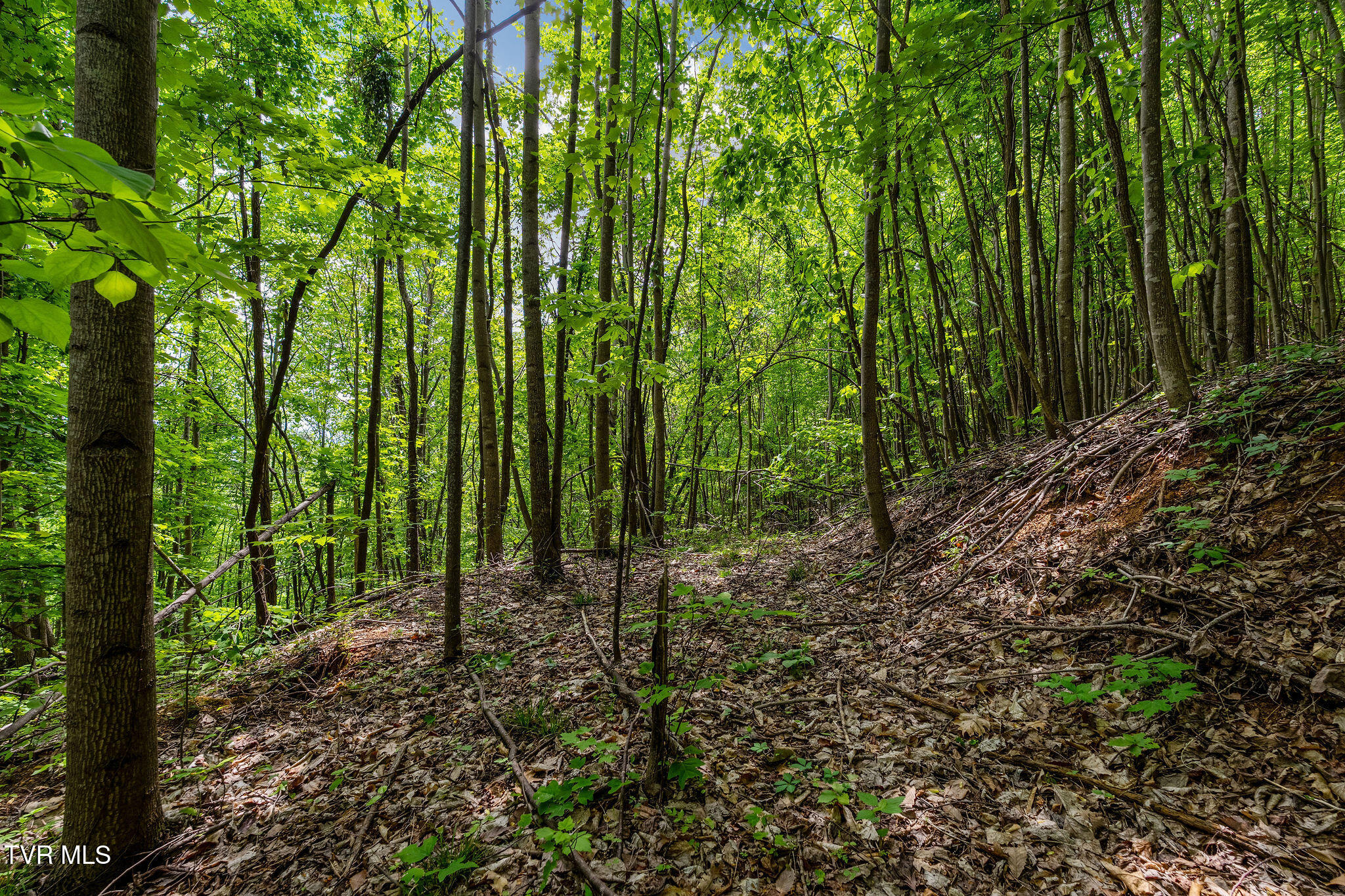 Tbd Wattenbarger Gap Road Greeneville, TN 37745 - Photo 34 of 41 DSC08342