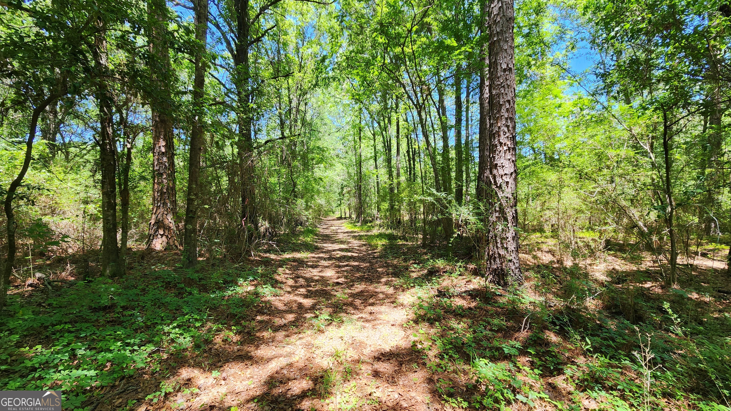 0 Robinson Road Baconton, GA 31716 - Photo 38 of 47 a view of outdoor space and trees