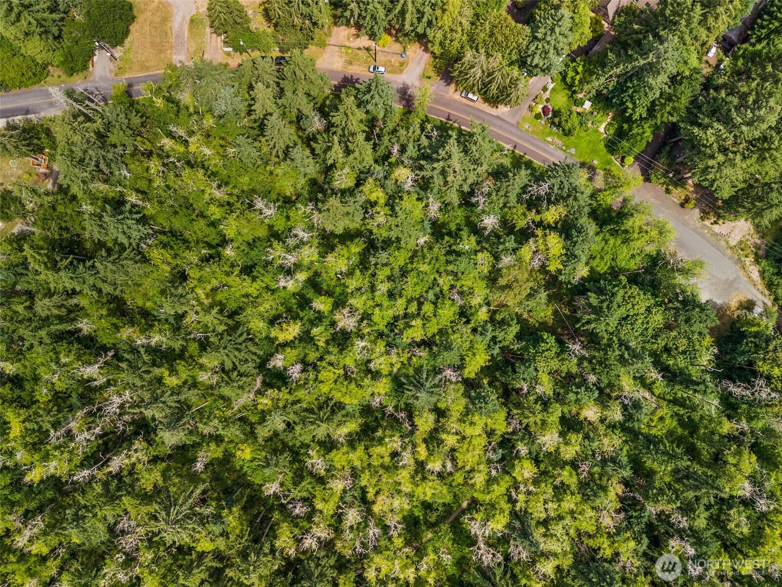 7605 Sandy Point Road Northeast Olympia, WA 98516 - Photo 15 of 25 a view of a lush green forest with a tree