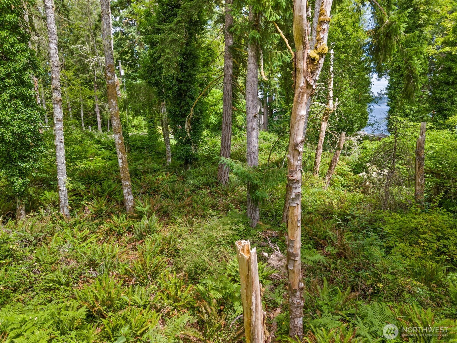 7605 Sandy Point Road Northeast Olympia, WA 98516 - Photo 19 of 25 a view of a forest with a tree