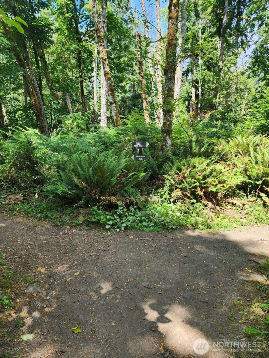 7605 Sandy Point Road Northeast Olympia, WA 98516 - Photo 21 of 25 a view of a yard with plants and large trees