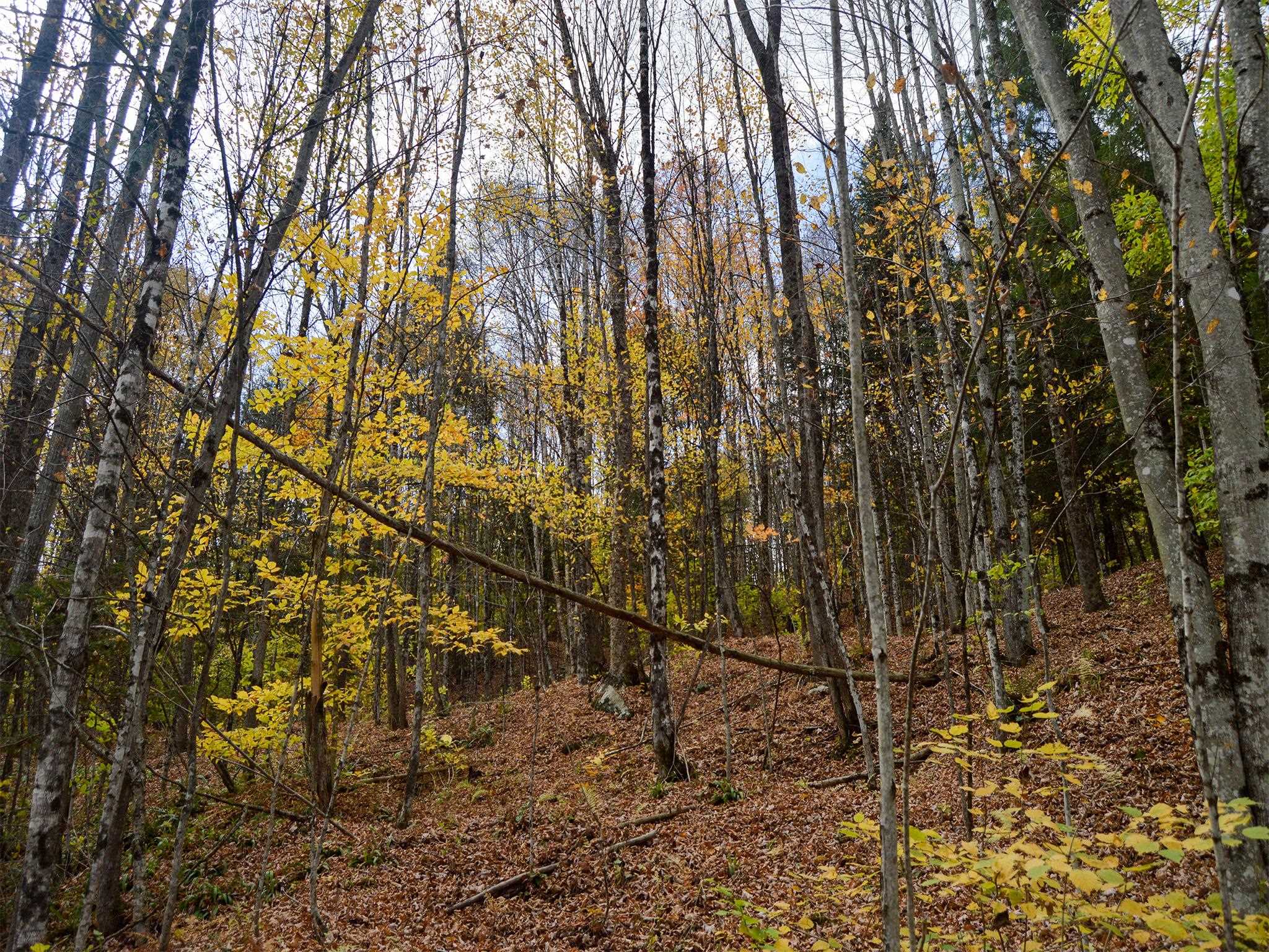 665 West Hill Road Wolcott, VT 05680 - Photo 11 of 29