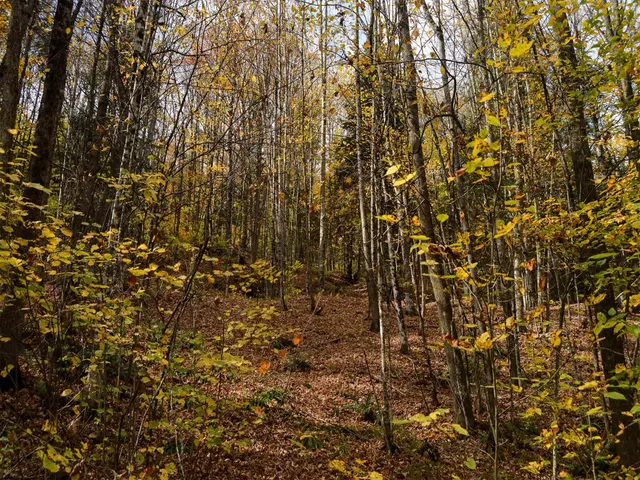 $95,000 | 665 West Hill Road, Wolcott, VT 05680