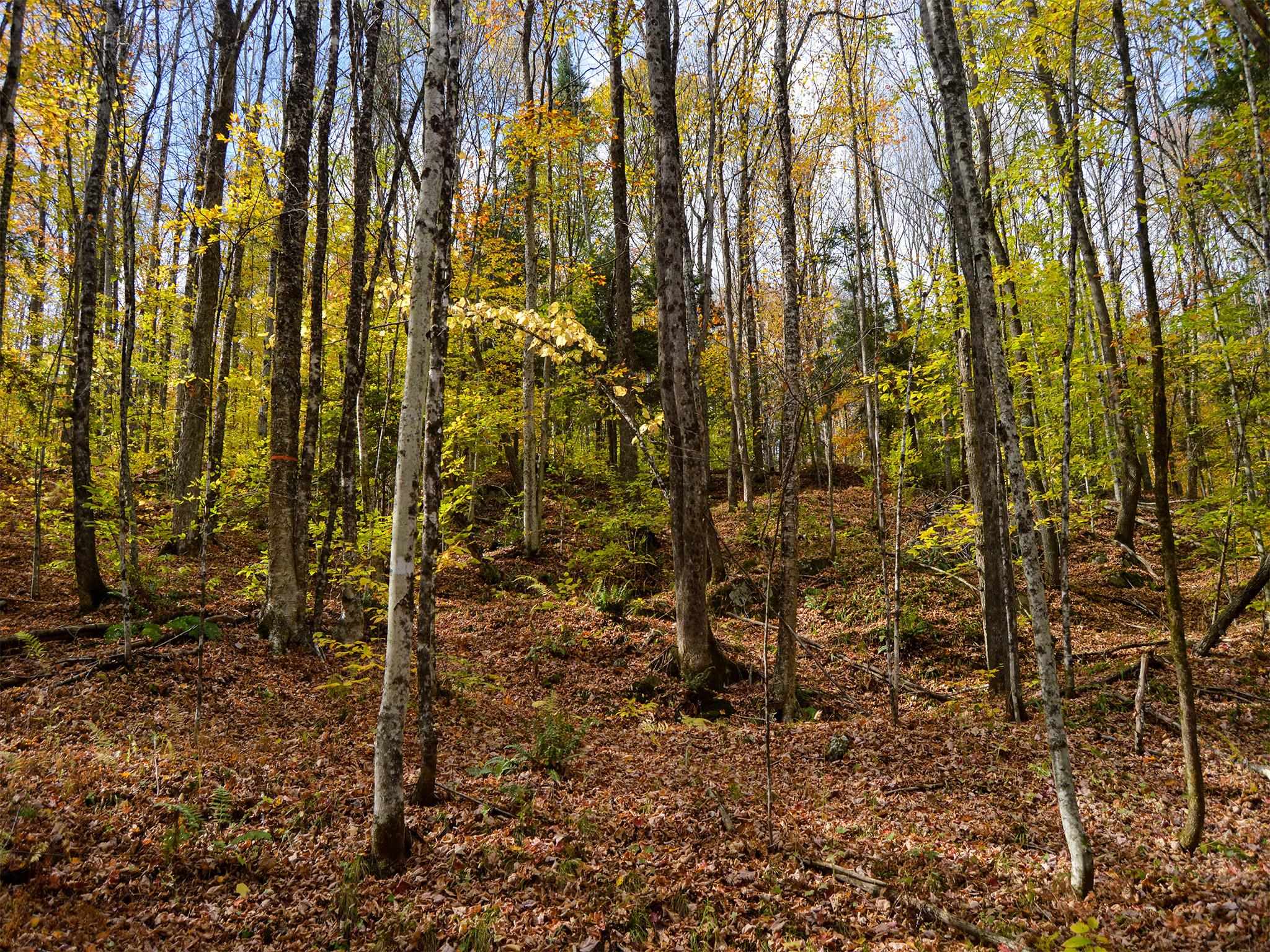 665 West Hill Road Wolcott, VT 05680 - Photo 13 of 29