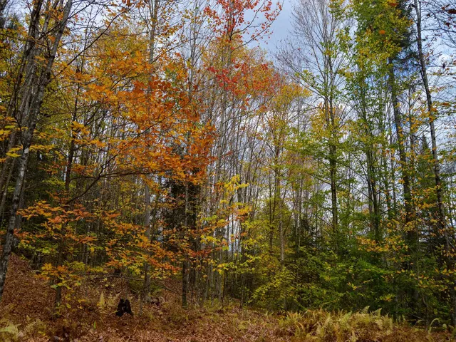 $95,000 | 665 West Hill Road, Wolcott, VT 05680