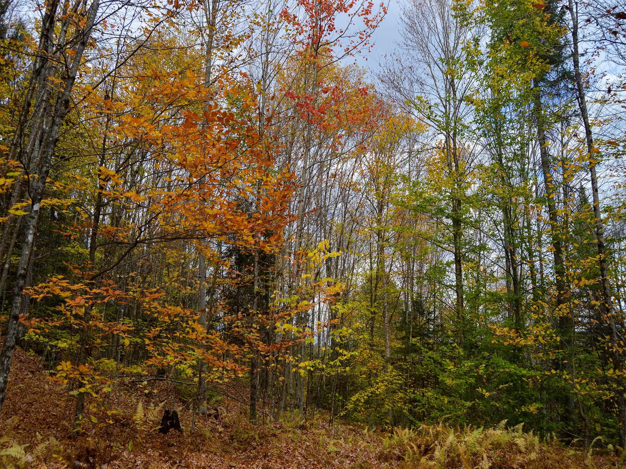 665 West Hill Road Wolcott, VT 05680 - Photo 16 of 29