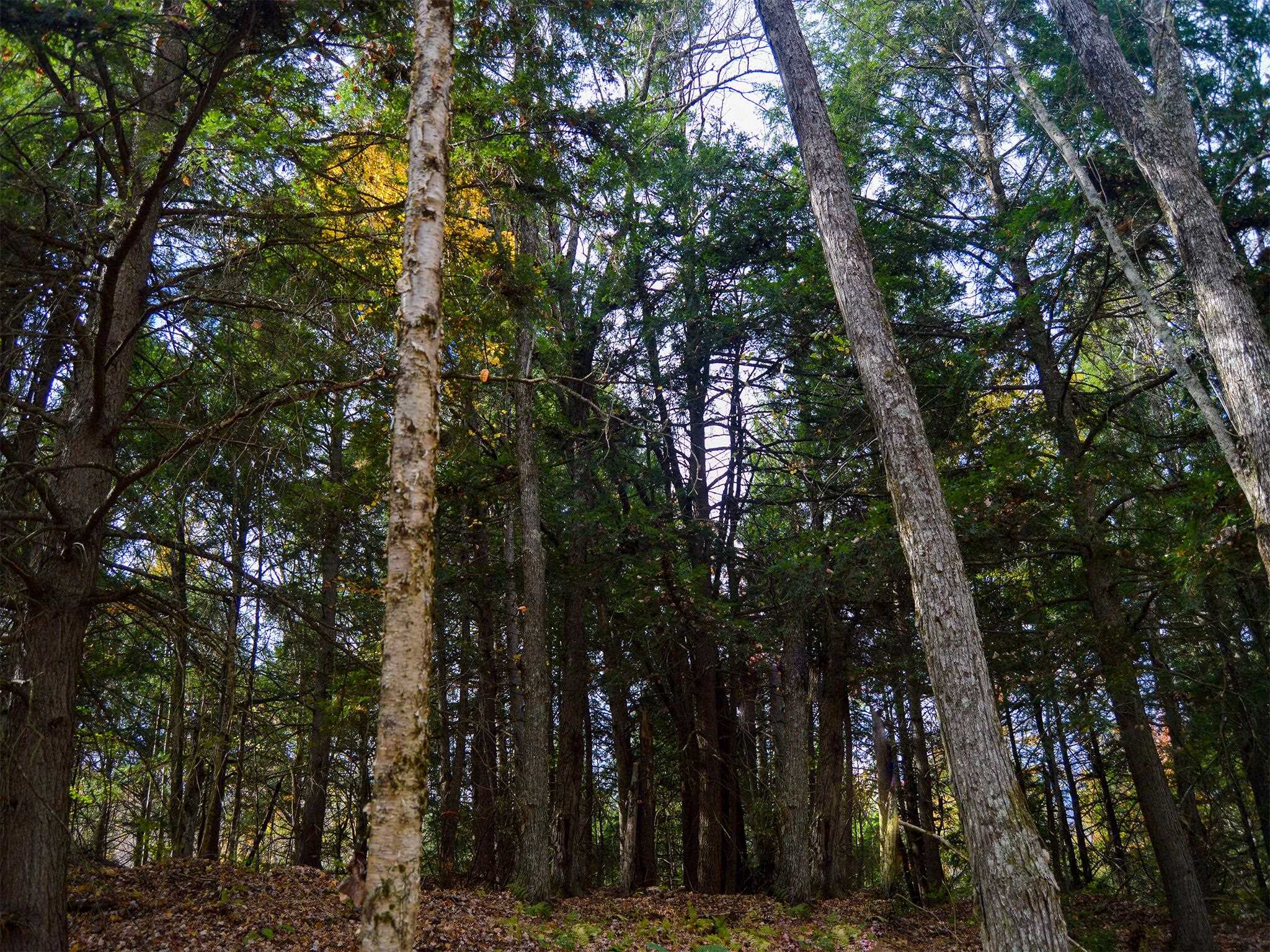 665 West Hill Road Wolcott, VT 05680 - Photo 18 of 29