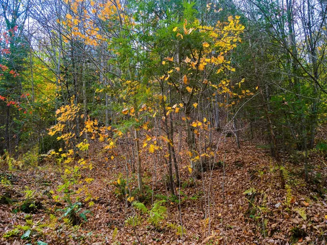 $95,000 | 665 West Hill Road, Wolcott, VT 05680