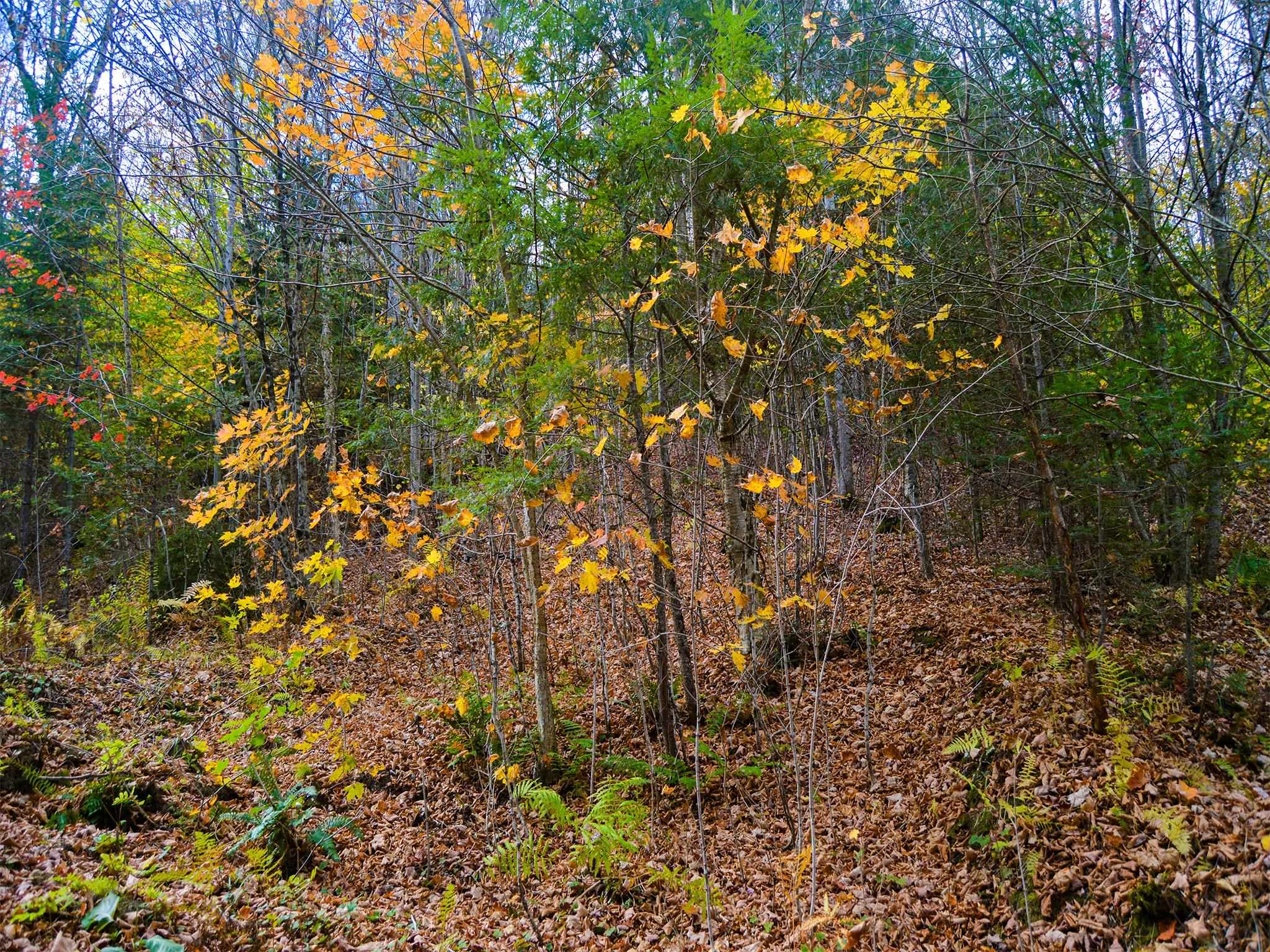 665 West Hill Road Wolcott, VT 05680 - Photo 5 of 29