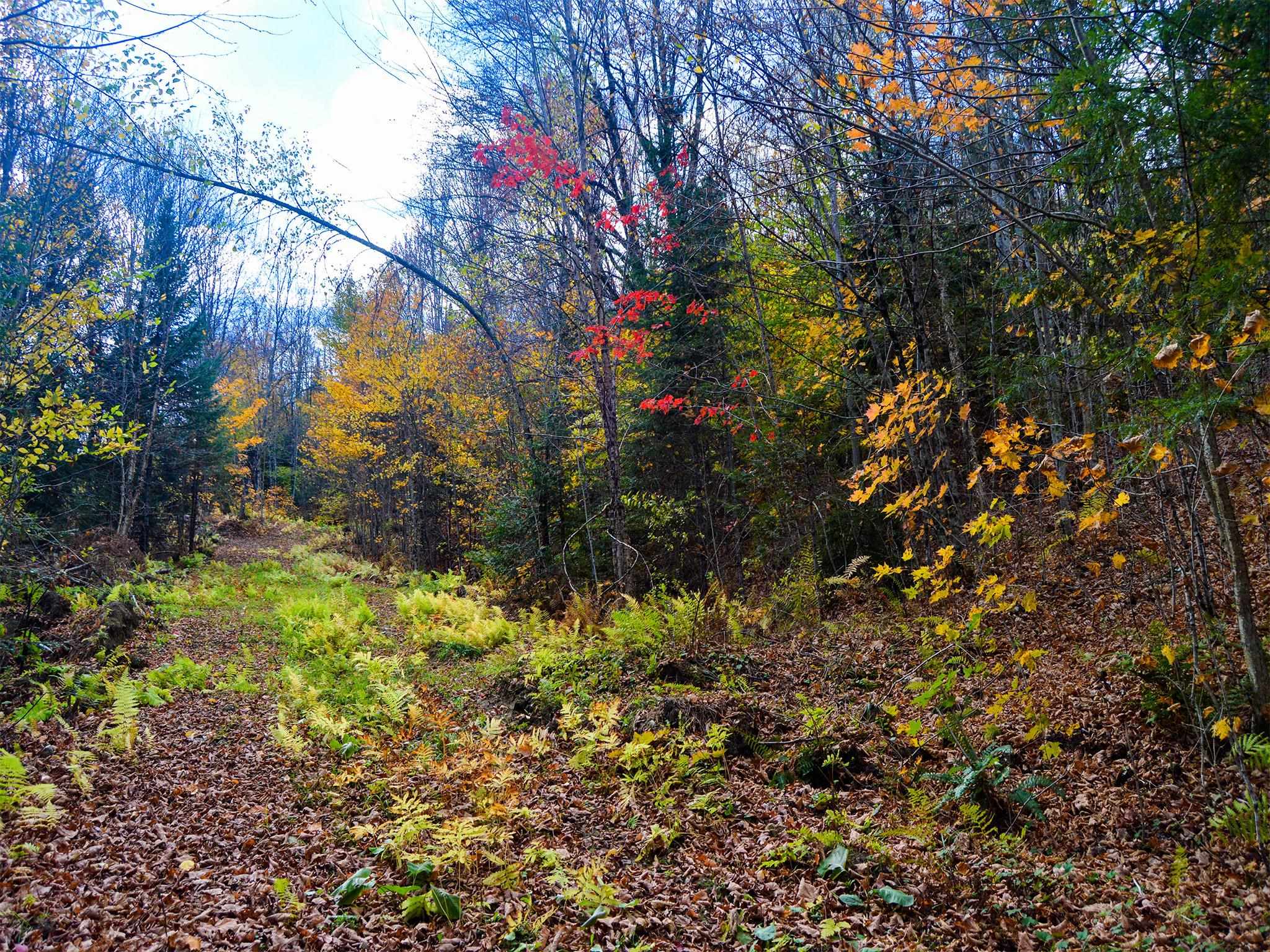 665 West Hill Road Wolcott, VT 05680 - Photo 6 of 29