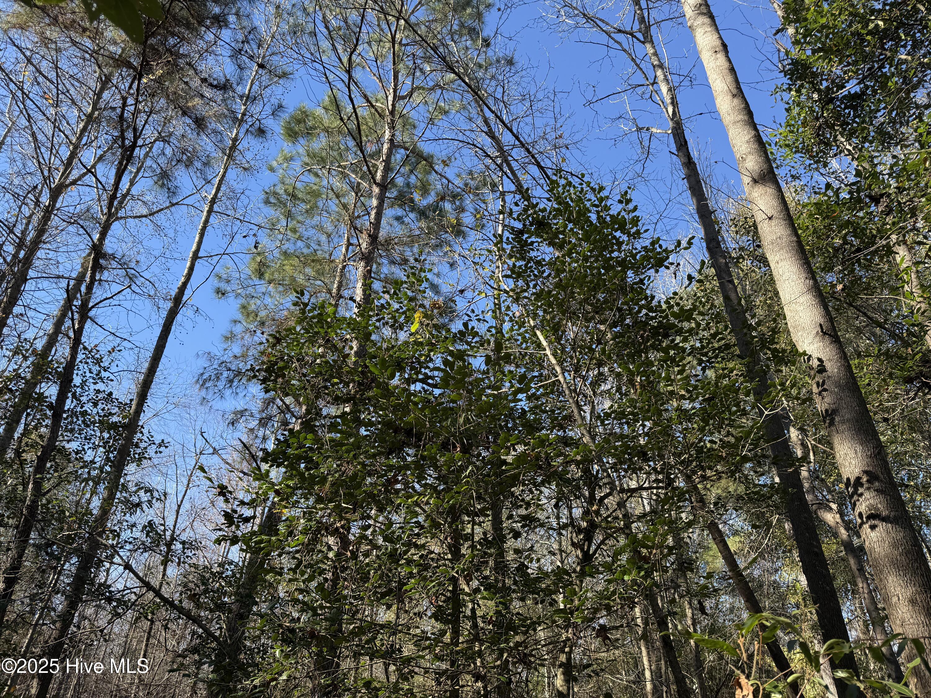 0 Macedonia Church Road Evergreen, NC 28438 - Photo 21 of 34 Image 21