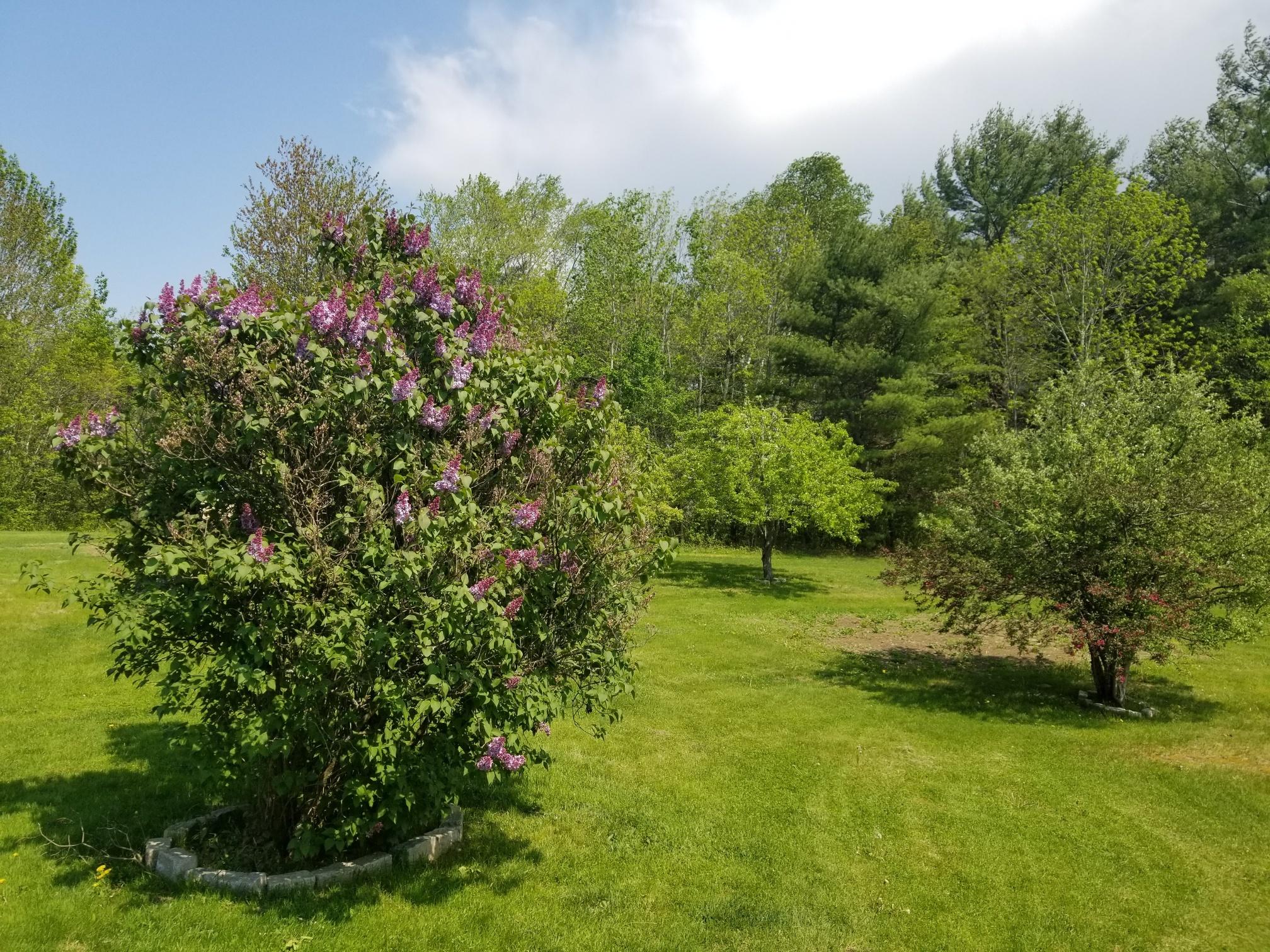 179 Dirigo Road South China, ME 04358 - Photo 32 of 33 Lilacs and more