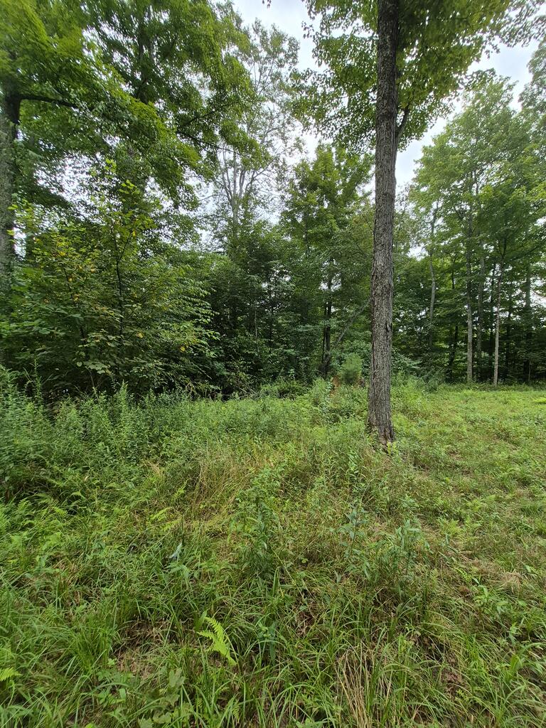 6300 Hurricane Ridge Road Charmco, WV 25958 - Photo 12 of 34 Gallery Image 12