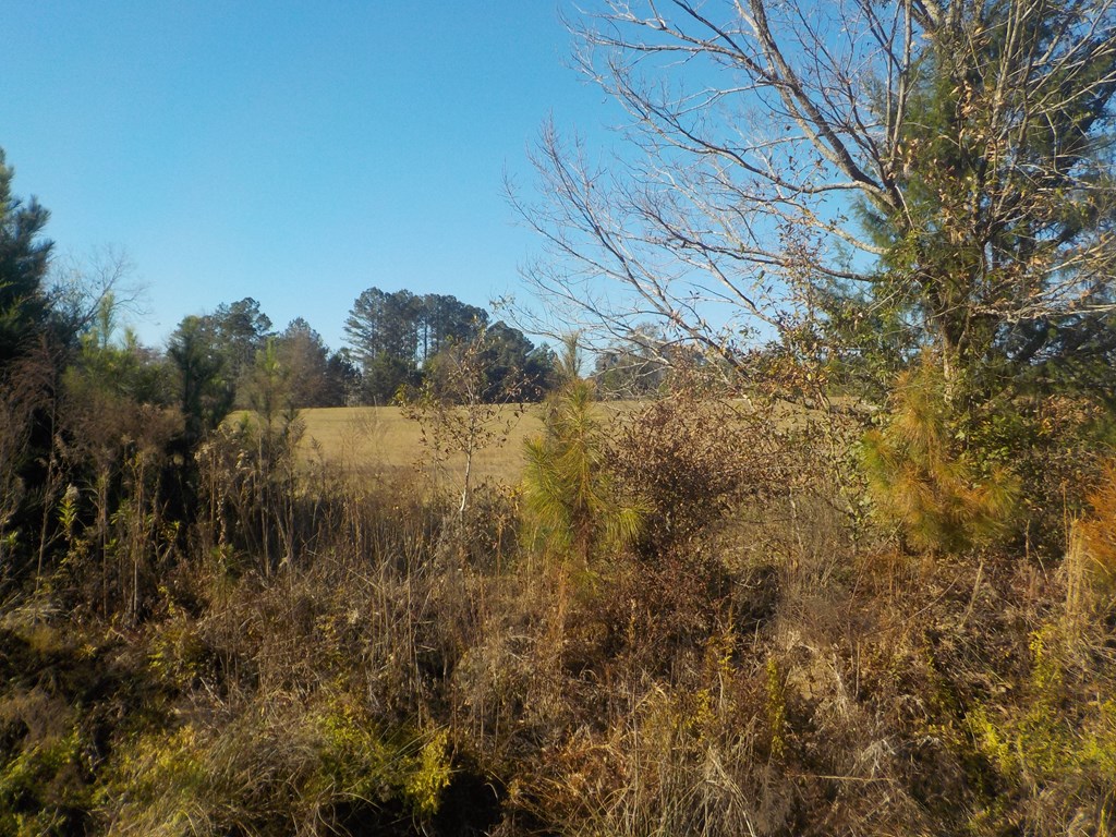 6904 South Cty Road Cottonwood, AL 36320 - Photo 3 of 23