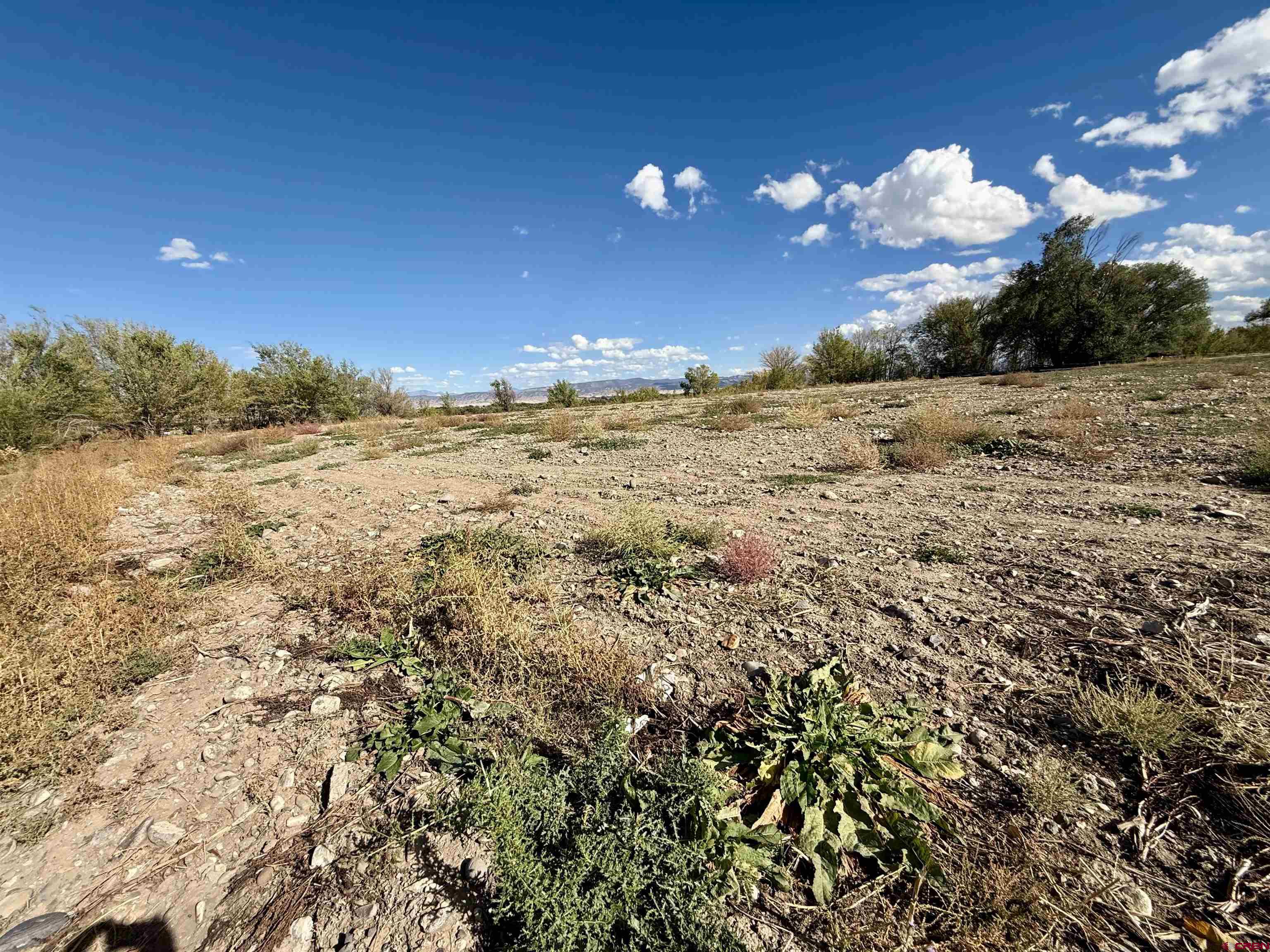 Lot 3 5500th Road Olathe, CO 81425 - Photo 19 of 22 a view of a yard with a tree