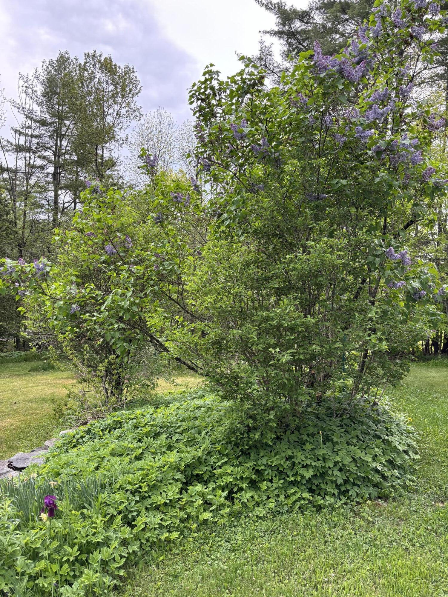 360 Vaughn Road Dover-Foxcroft, ME 04426 - Photo 9 of 44 Yard