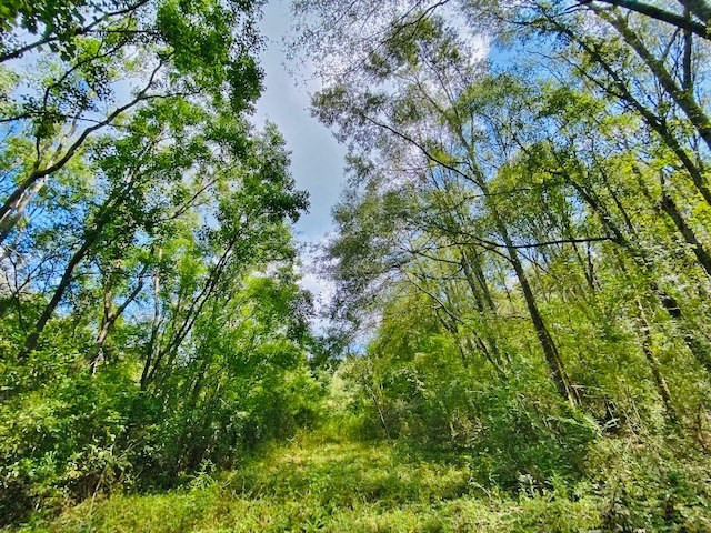 0 Jack Simmons Road Tylertown, MS 39667 - Photo 9 of 32 Photo 9