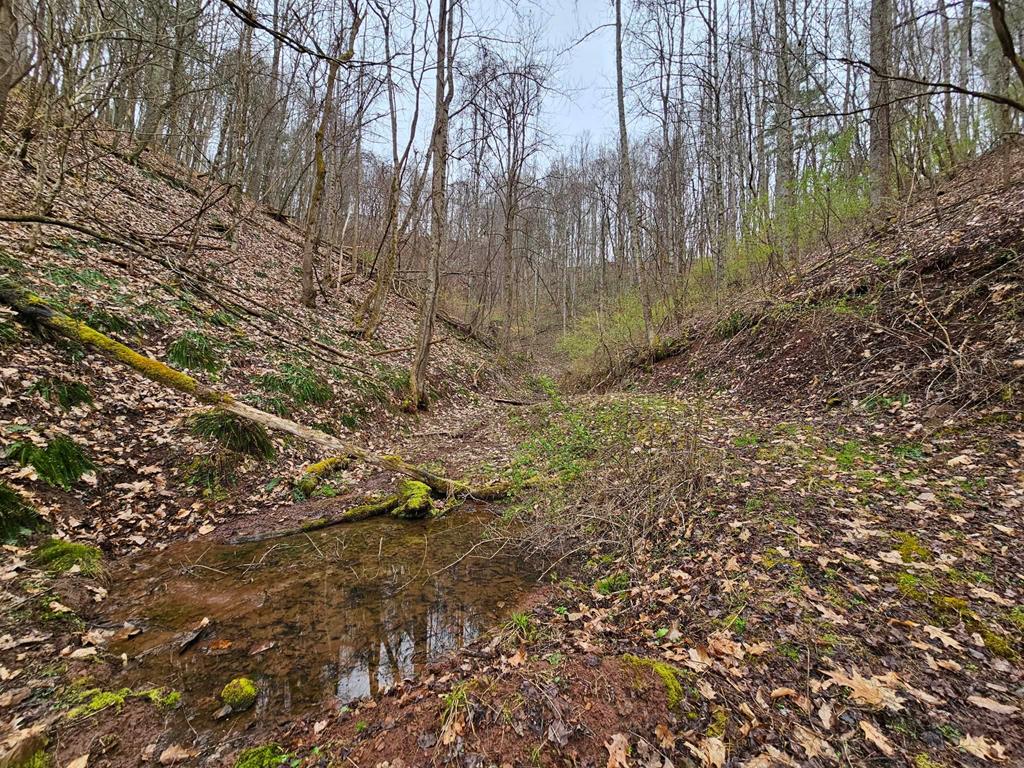 1571 Red Stone Road Chilhowie, VA 24319 - Photo 11 of 28 Gallery Image 11