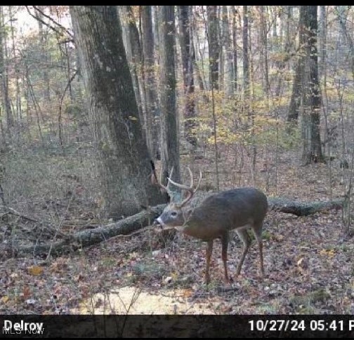 406 Avalon Road Southwest Dellroy, OH 44620 - Photo 26 of 36 View of nature