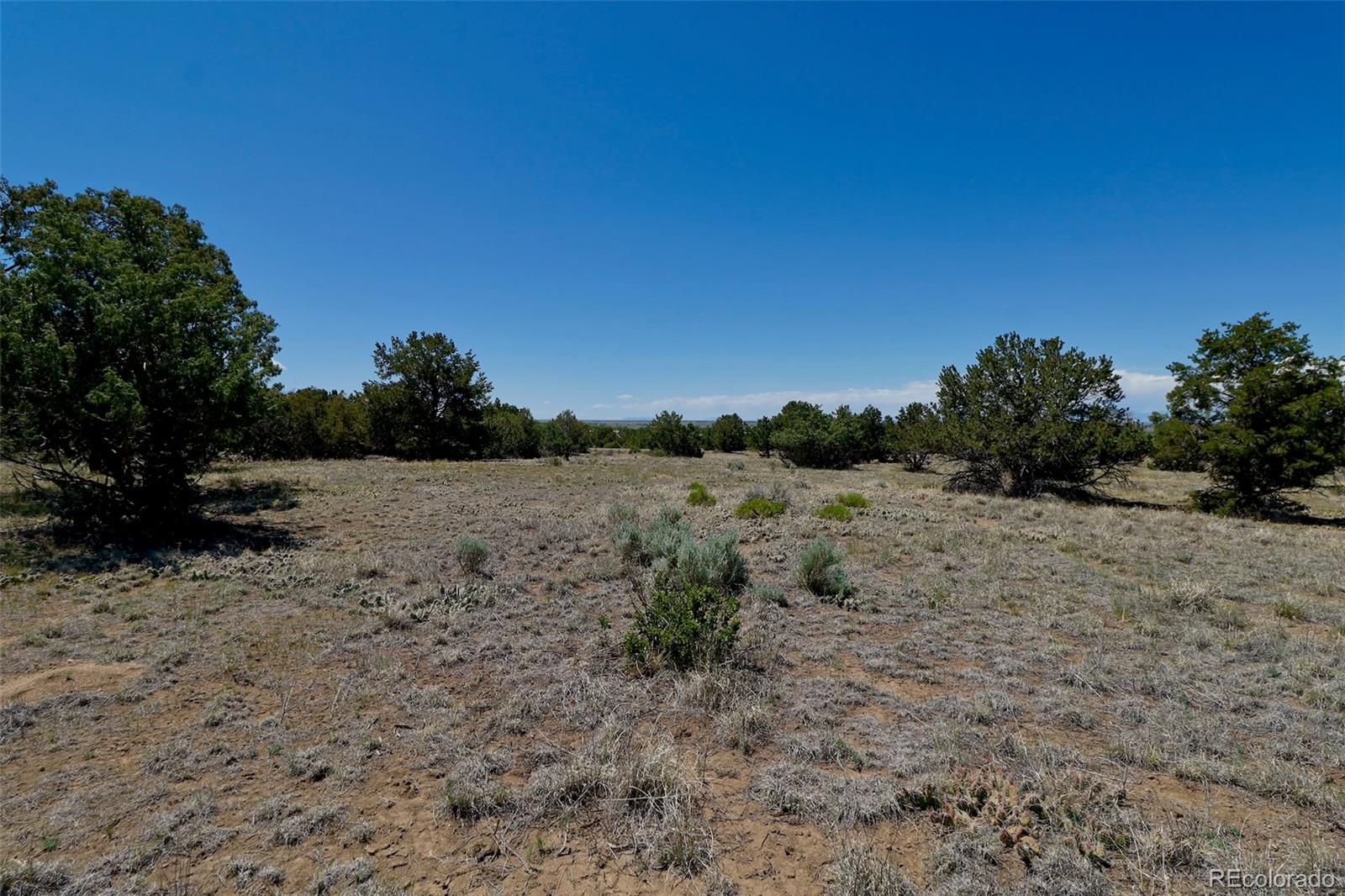 1563 Wagon Wheel Road Crestone, CO 81131 - Photo 3 of 10 a view of a dry yard with trees in the background