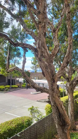$599,000 | 535 Pierce Street, Unit 5109, Albany, CA 94706