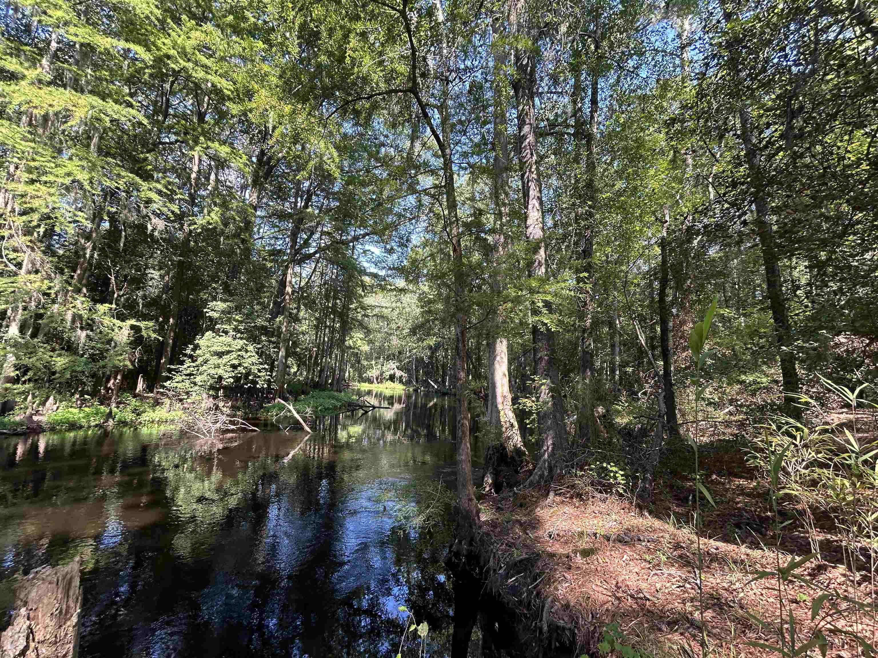 Tbd Mt Calvary Road Dillon, SC 29536 - Photo 1 of 26 Gallery Image 1