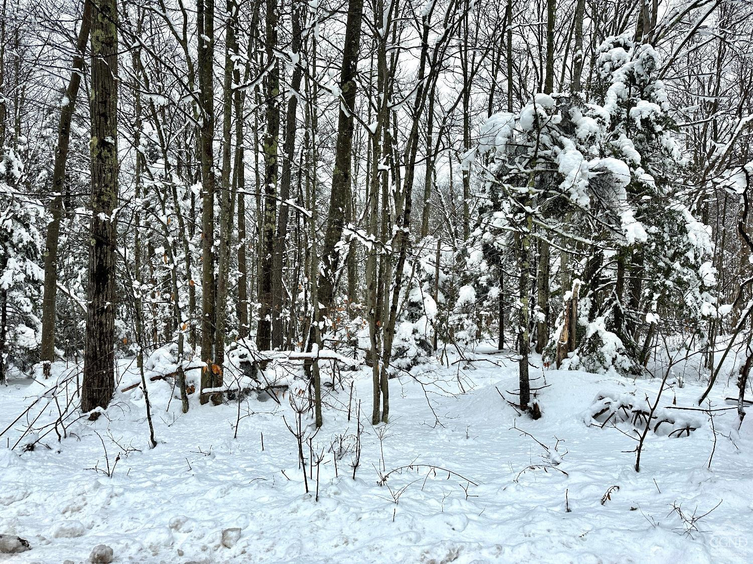 0 North Lake Road Haines Falls, NY 12436 - Photo 12 of 17 a view of a yard with a tree