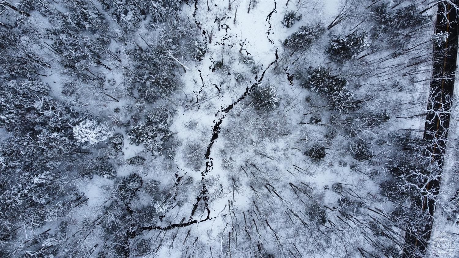 0 North Lake Road Haines Falls, NY 12436 - Photo 13 of 17 a view of a dry yard with large trees