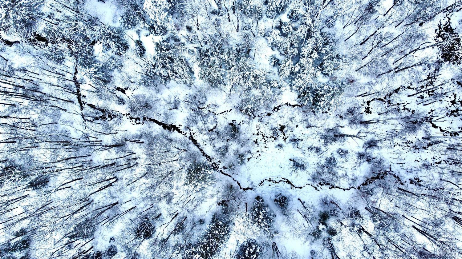 0 North Lake Road Haines Falls, NY 12436 - Photo 15 of 17 a view of a space with a tree