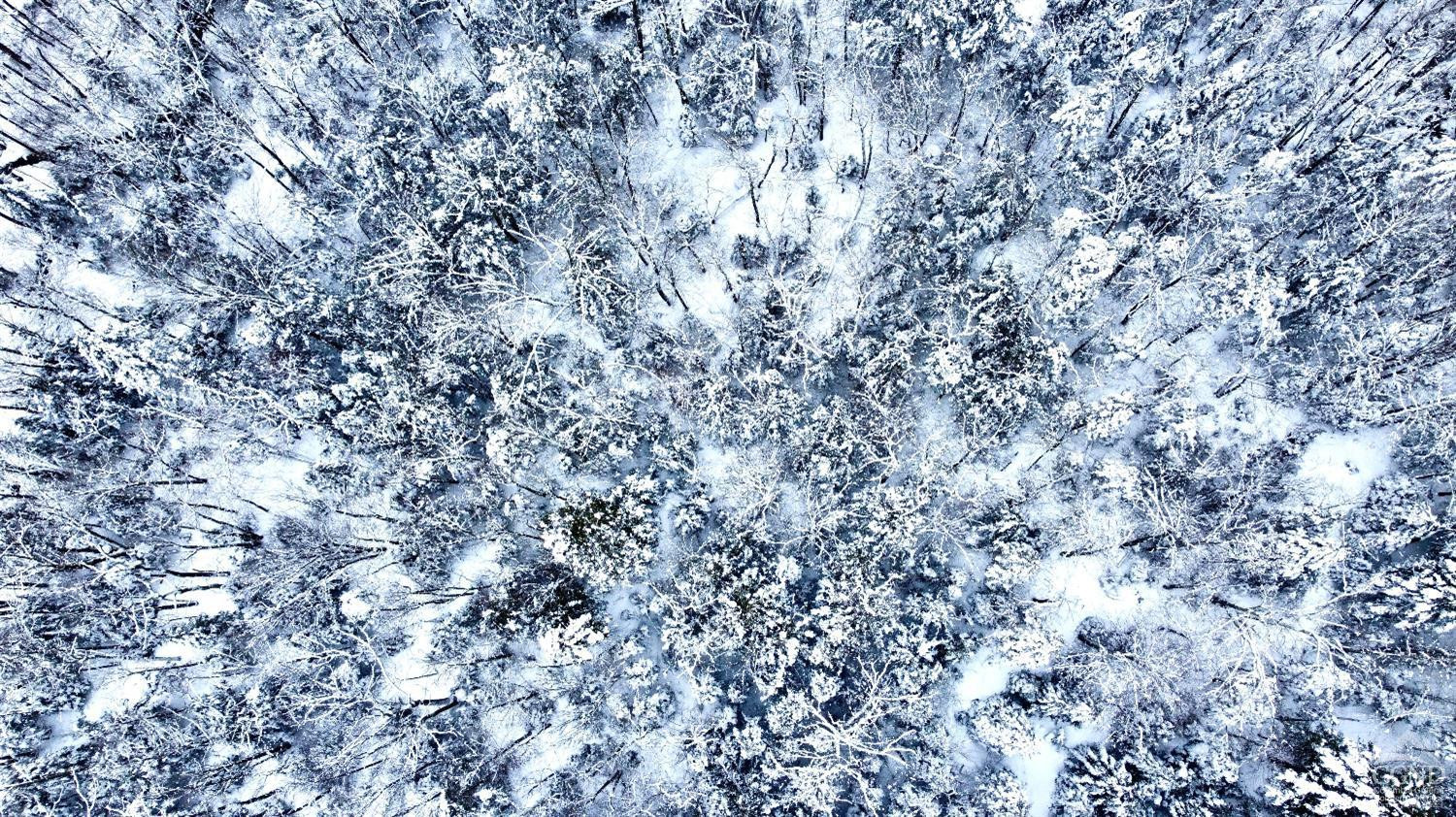 0 North Lake Road Haines Falls, NY 12436 - Photo 16 of 17 a close up of a tree