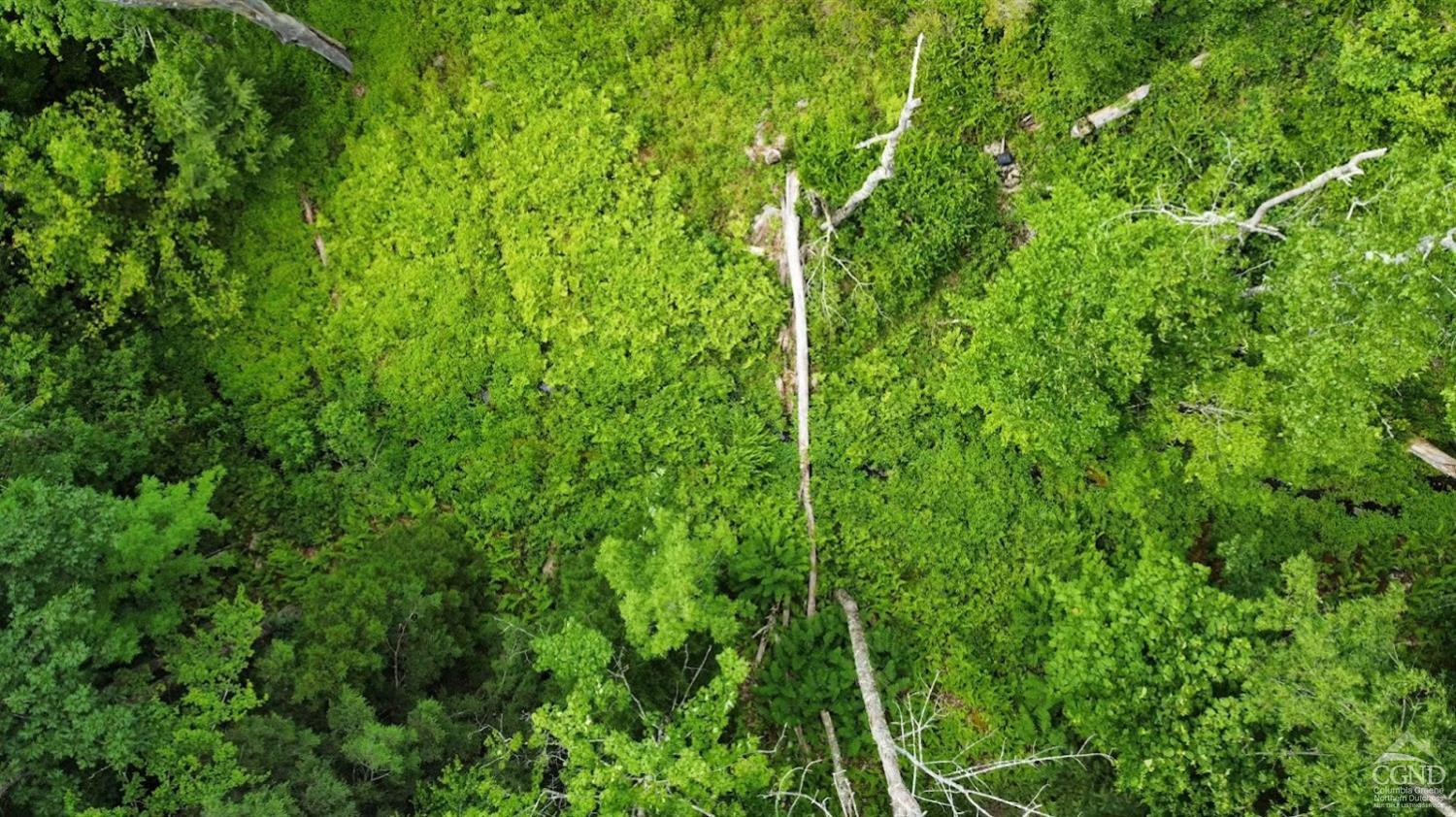 0 North Lake Road Haines Falls, NY 12436 - Photo 5 of 17 a view of a lush green space