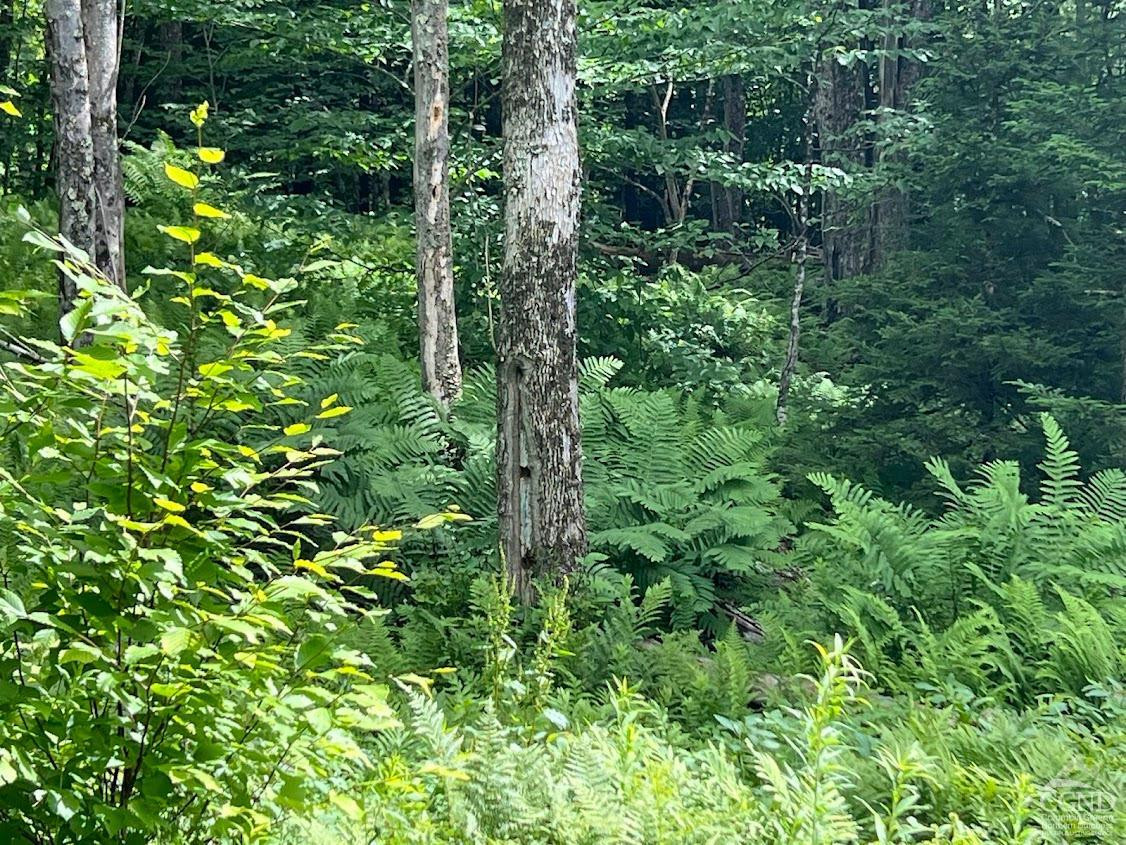 0 North Lake Road Haines Falls, NY 12436 - Photo 6 of 17 a view of a lush green forest