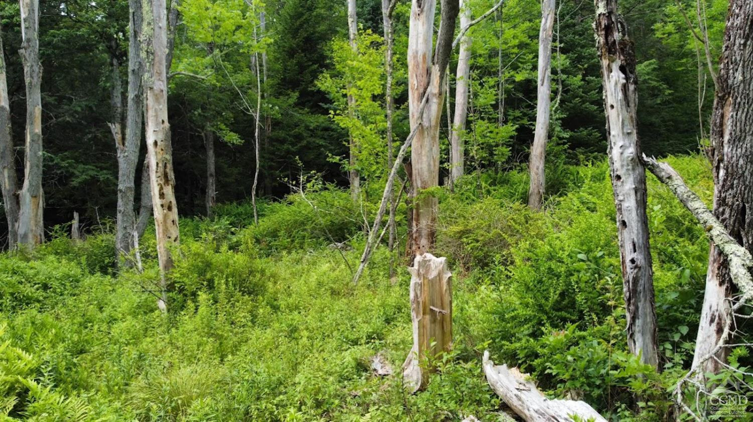 0 North Lake Road Haines Falls, NY 12436 - Photo 7 of 17 a view of a garden with plants