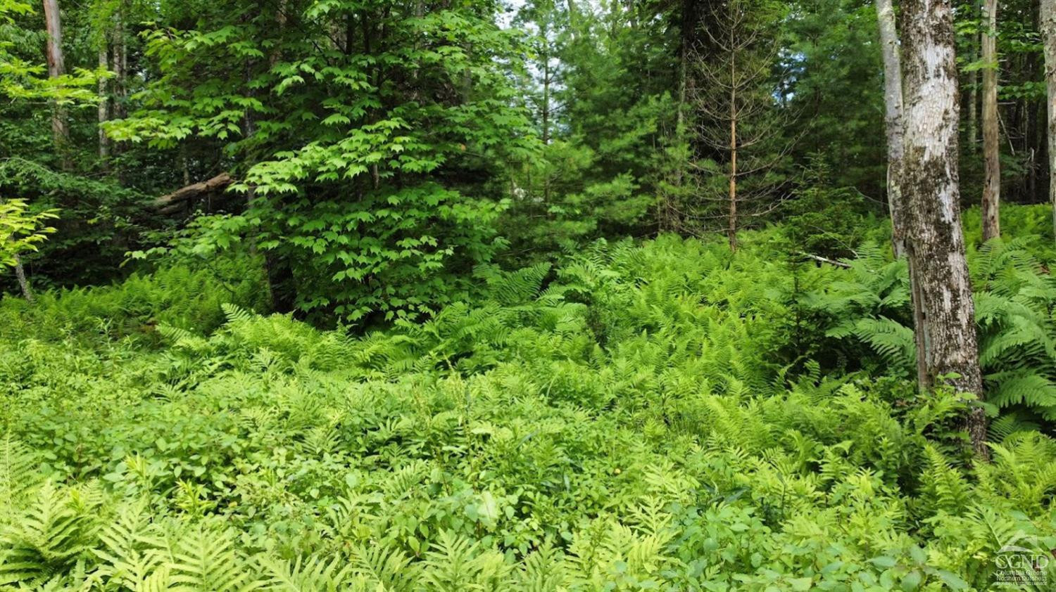 0 North Lake Road Haines Falls, NY 12436 - Photo 8 of 17 a view of a lush green forest