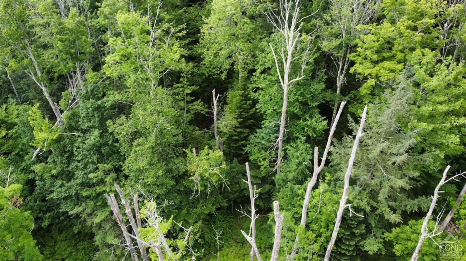 0 North Lake Road Haines Falls, NY 12436 - Photo 9 of 17 a view of a lush green forest with large trees