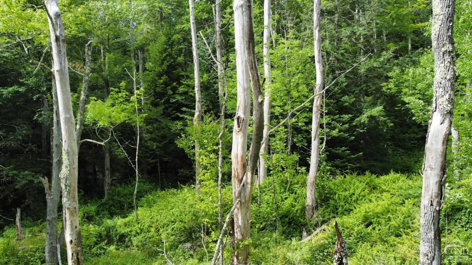 0 North Lake Road Haines Falls, NY 12436 - Photo 10 of 17