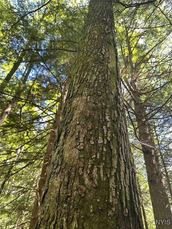 360 Ives Hill Road Afton, NY 13813 - Photo 31 of 50