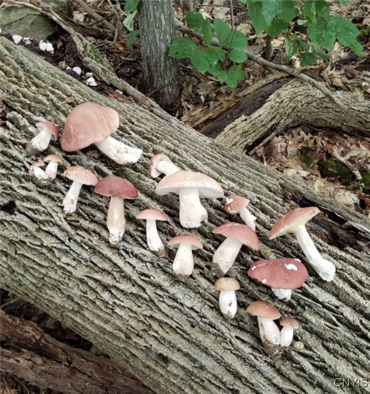 360 Ives Hill Road Afton, NY 13813 - Photo 41 of 50