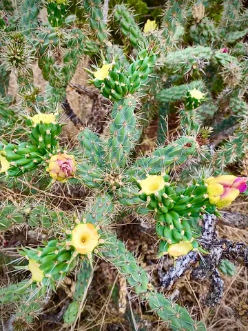 $774,000 | 14800 Canyon Pass Road, Amarillo, TX 79118