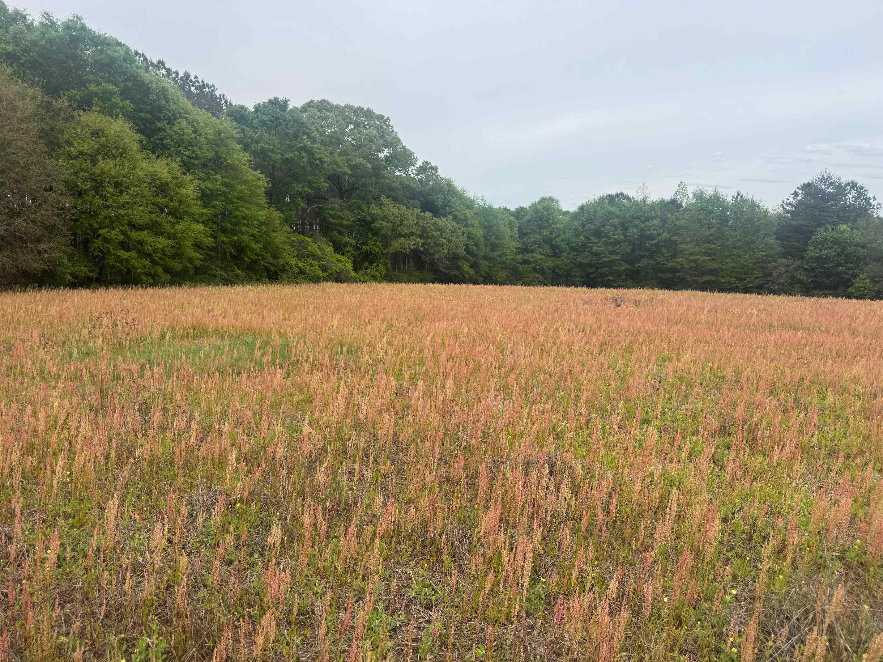 0 Co Road Andalusia, AL 36420 - Photo 13 of 34 Gallery Image 13