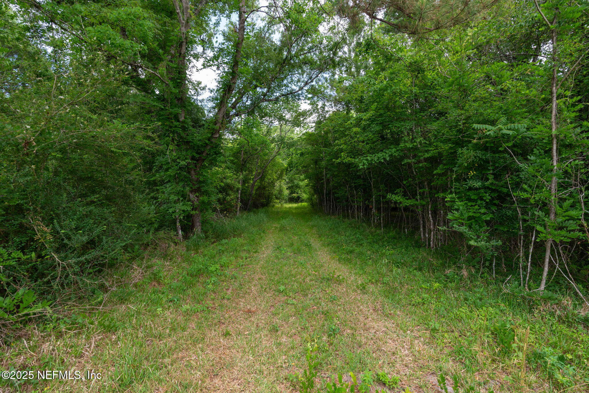 8549 Thomas Road Jacksonville, FL 32219 - Photo 13 of 30 a view of a lush green forest