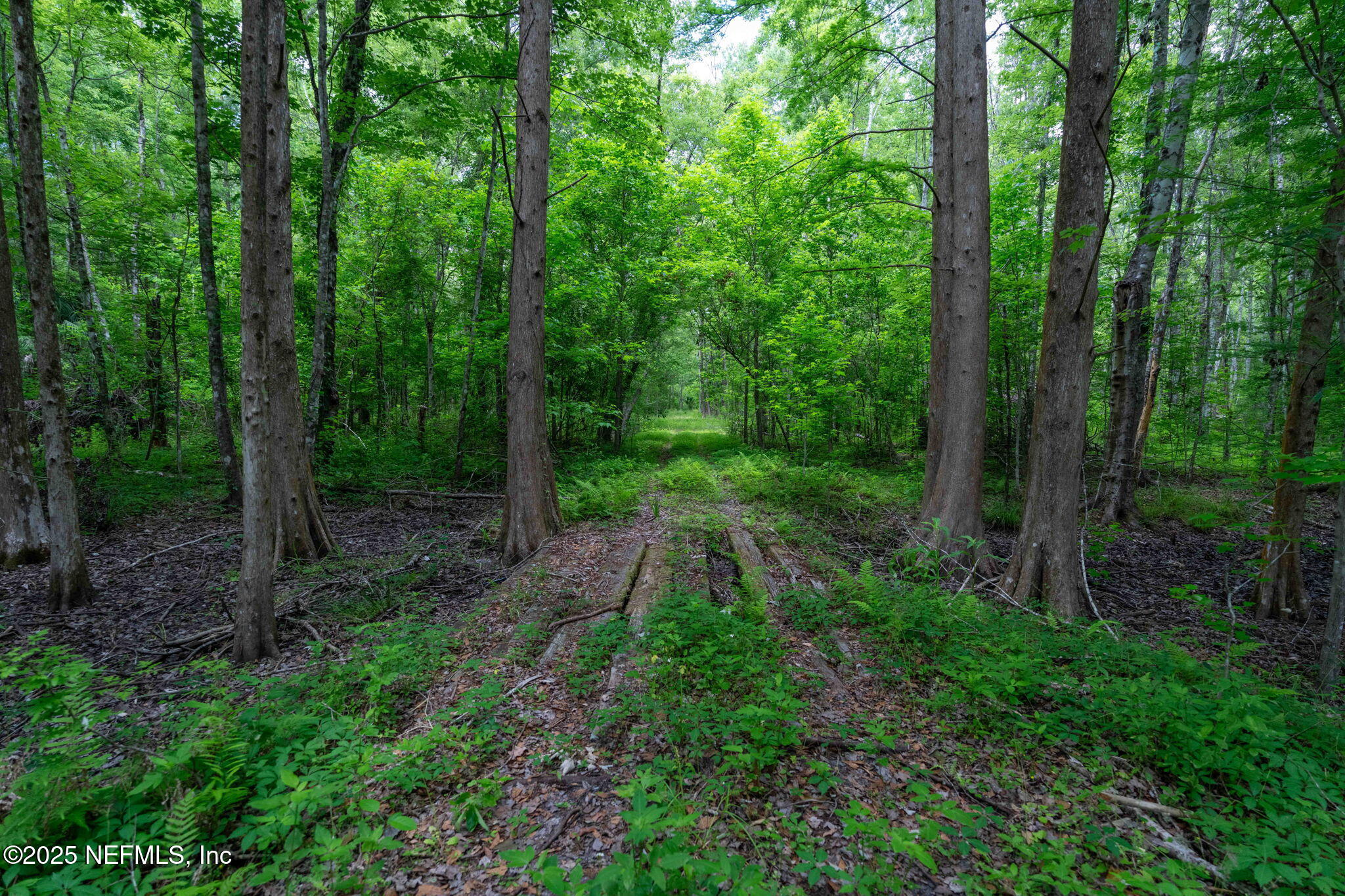 8549 Thomas Road Jacksonville, FL 32219 - Photo 15 of 30 a big yard with lots of green space and trees