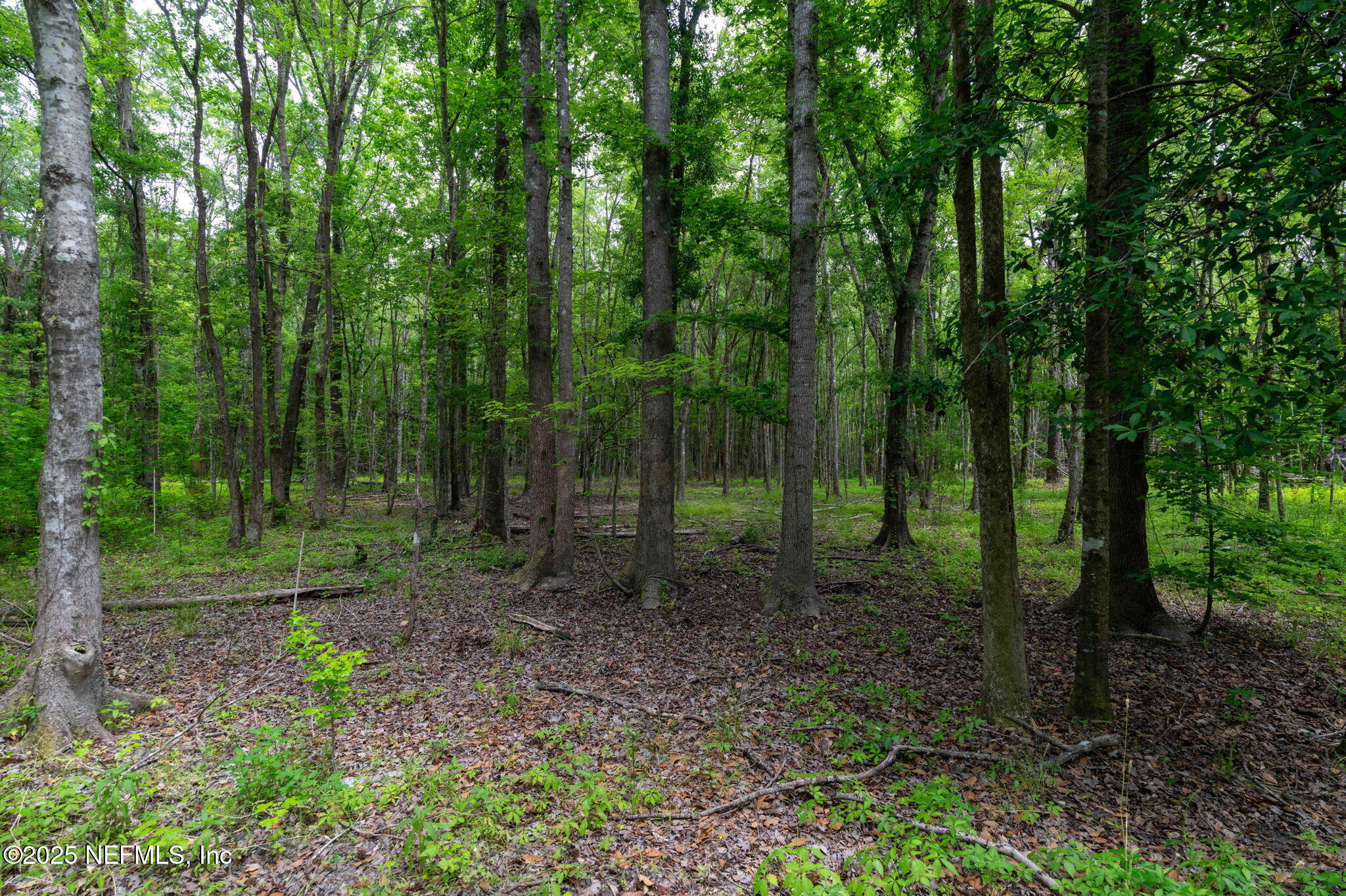 8549 Thomas Road Jacksonville, FL 32219 - Photo 16 of 30 a view of a forest that has large trees